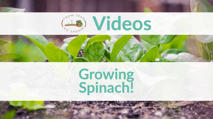 growing spinach