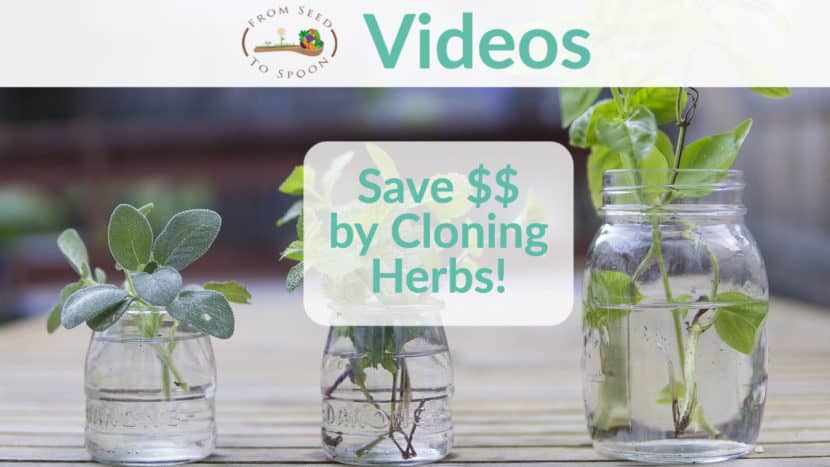 save money by cloning herbs