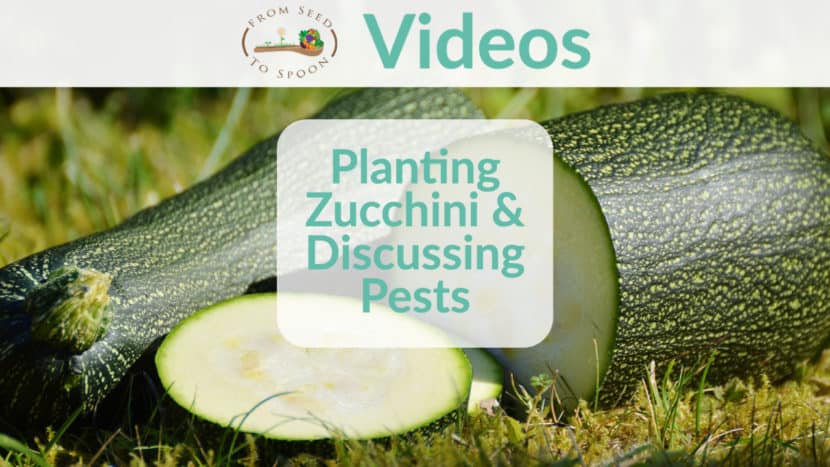 planting zucchini & discussing pests