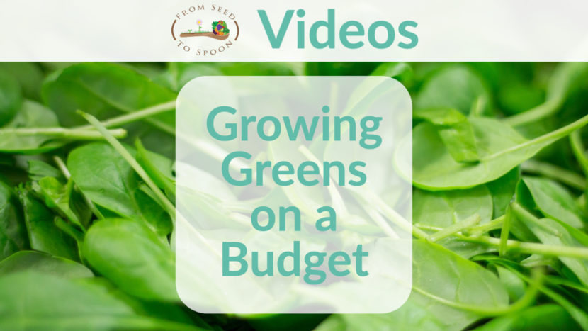 growing greens on a budget