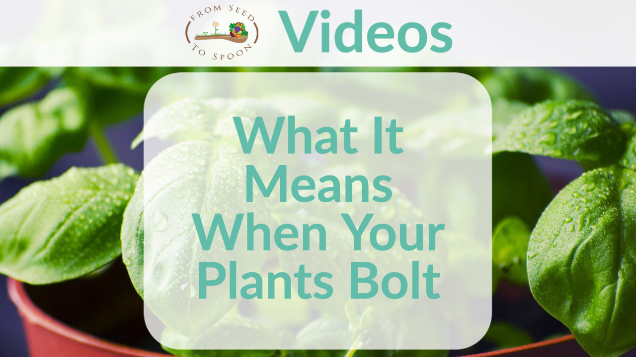 what is means when your plants bolt
