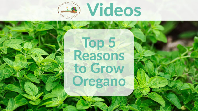 reasons to grow oregano