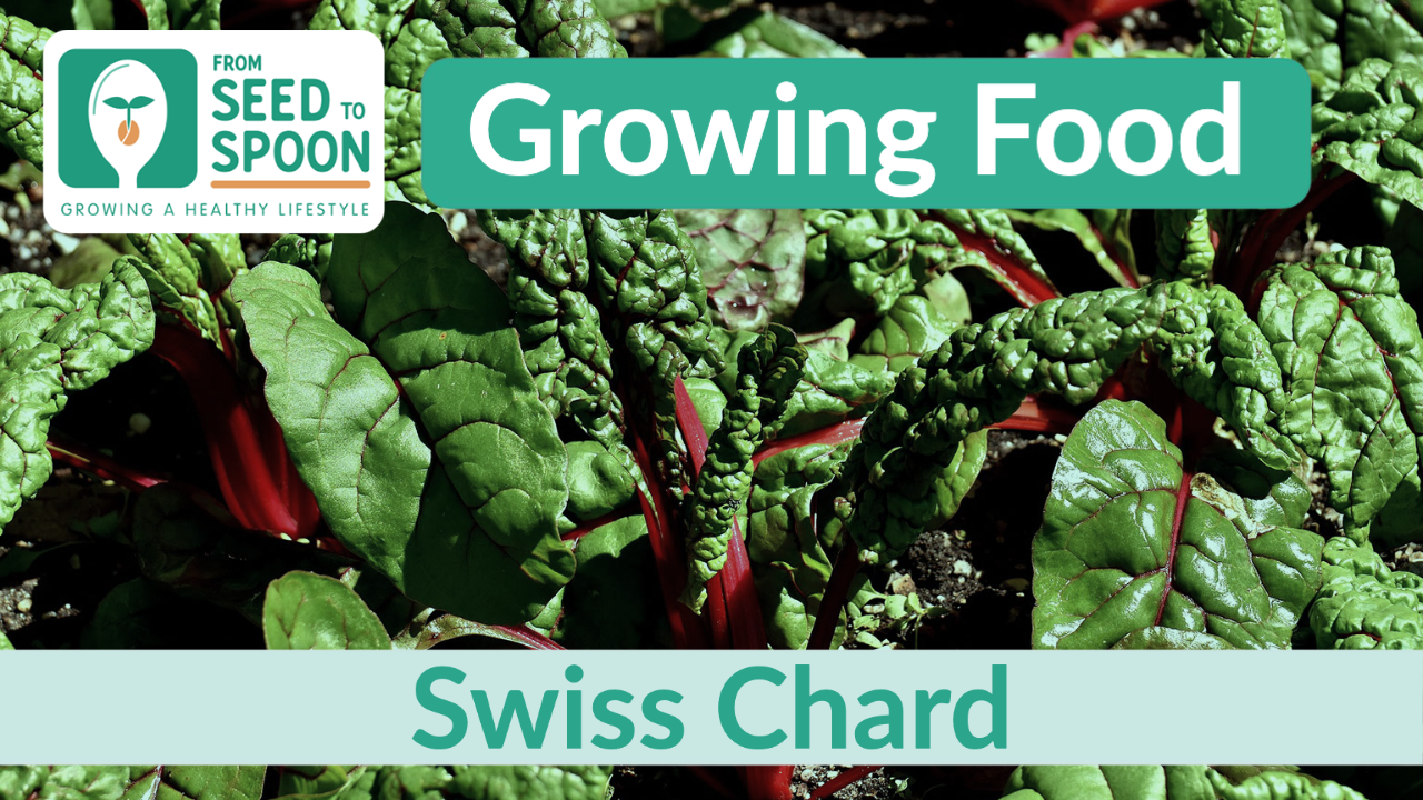 swiss chard