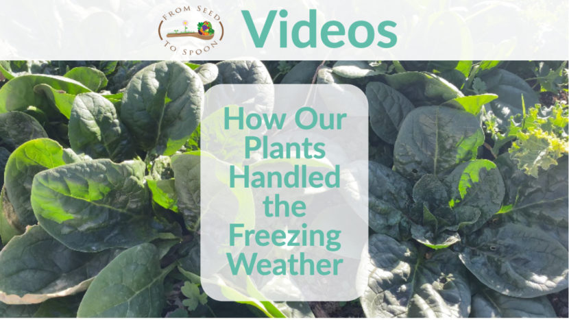 how our plants handled the freezing weather