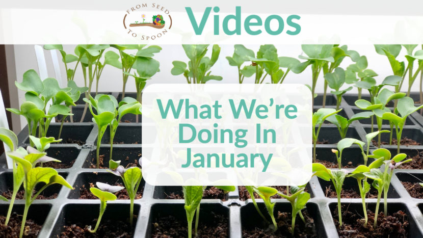 what we're doing in january