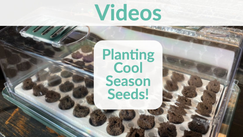 planting cool season seeds