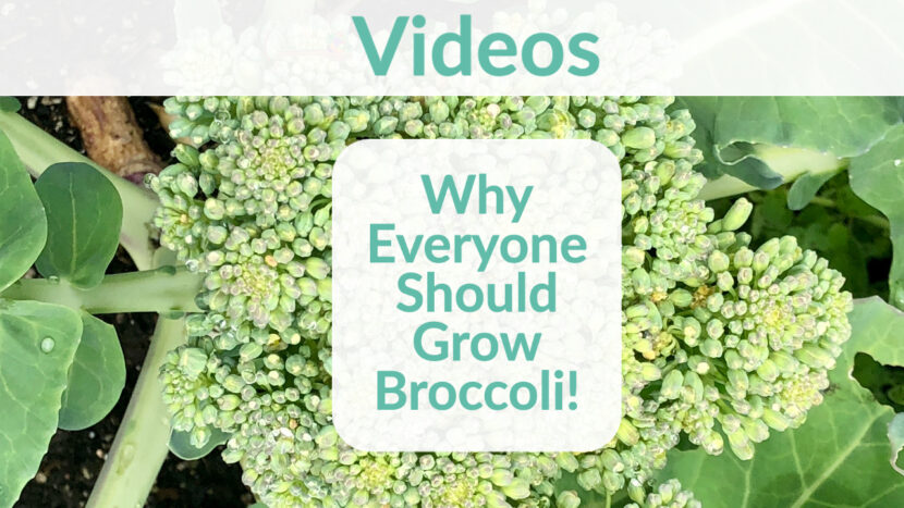 Why Everyone Should Grow Broccoli