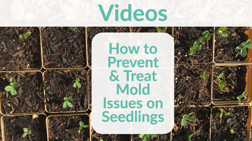How to Prevent & Treat Mold Issues on Seedlings