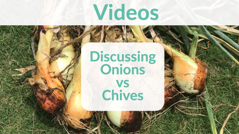 Discussing Onions Versus Chives