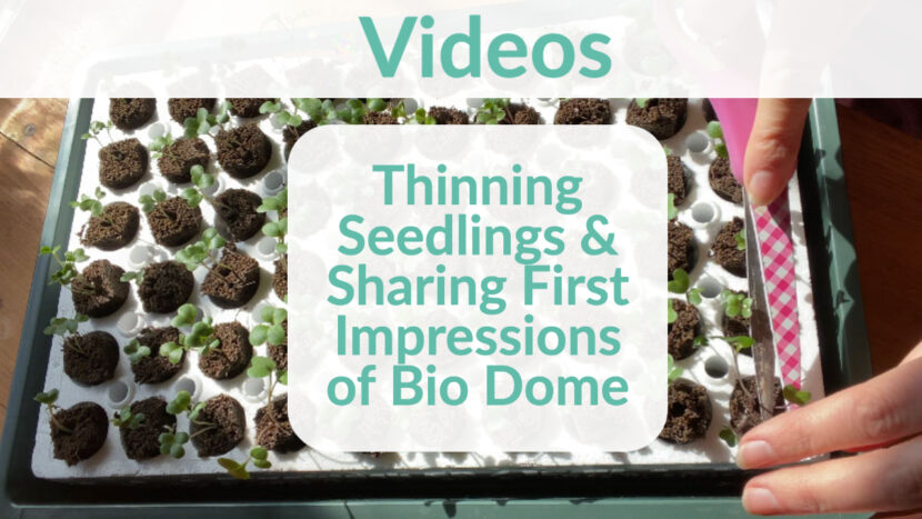 Thinning Seedlings & Sharing Bio Dome First Impressions
