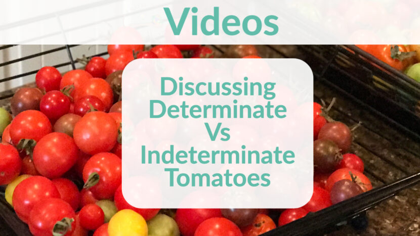 Tomatoes: Determinate vs Indeterminate