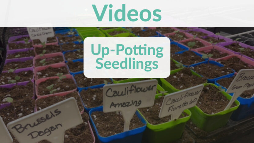up-potting seedlings