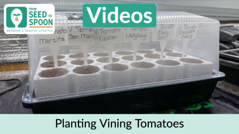 planting vining tomatoes