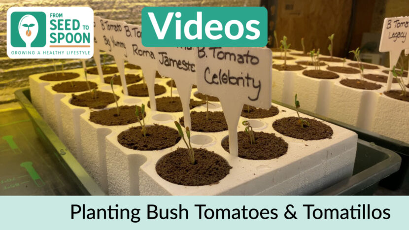 planting bush tomatoes
