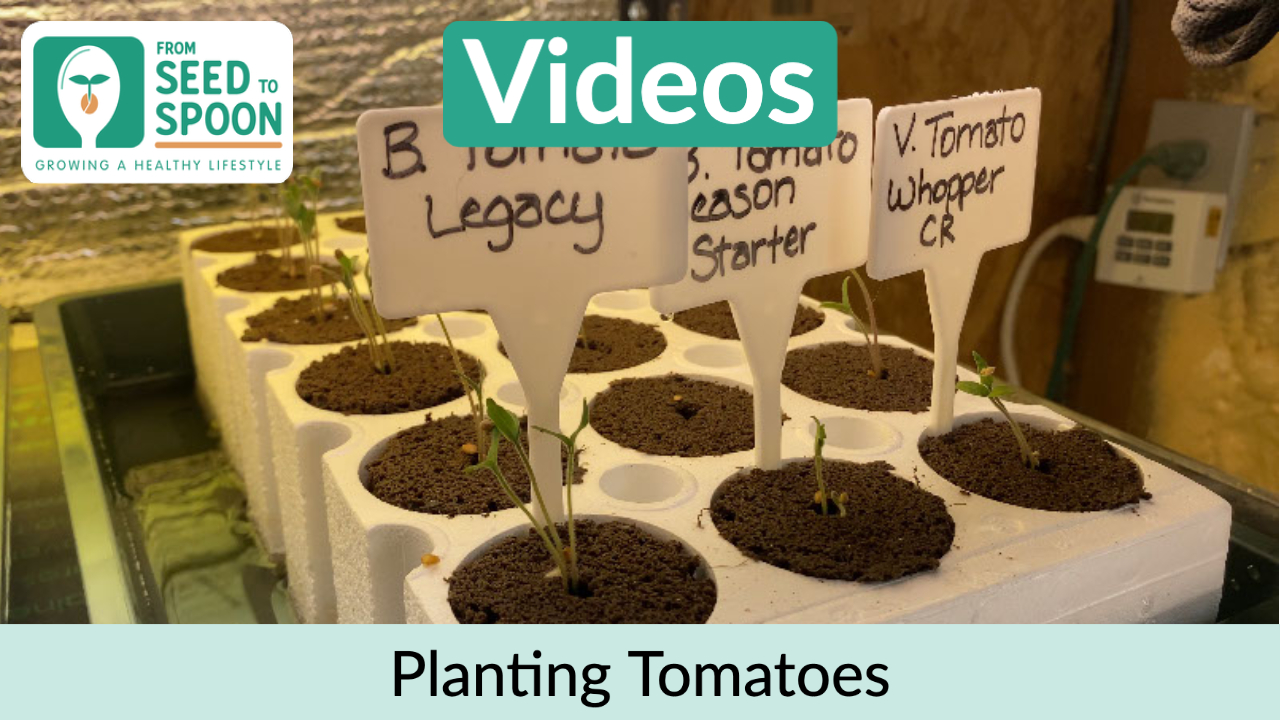 planting tomatoes