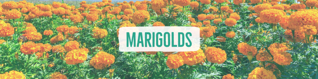 marigolds