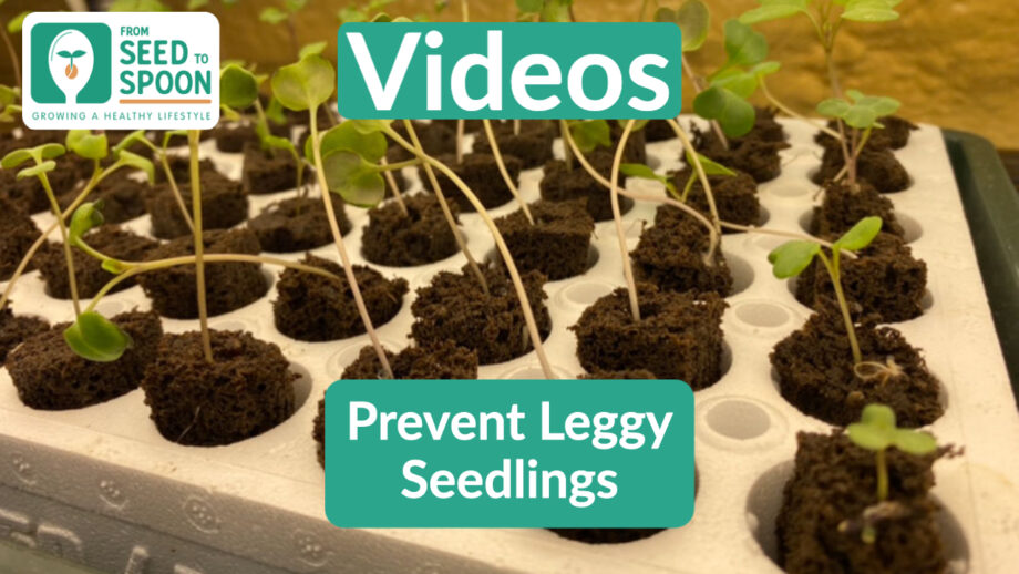 Prevent leggy seedlings