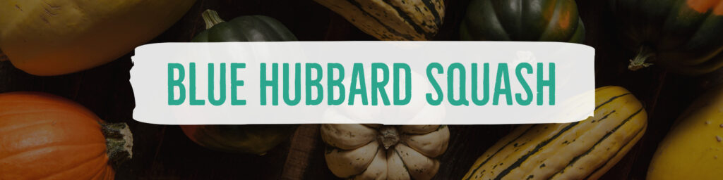 bue hubbard squash