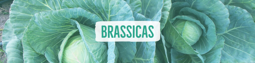 brassicas