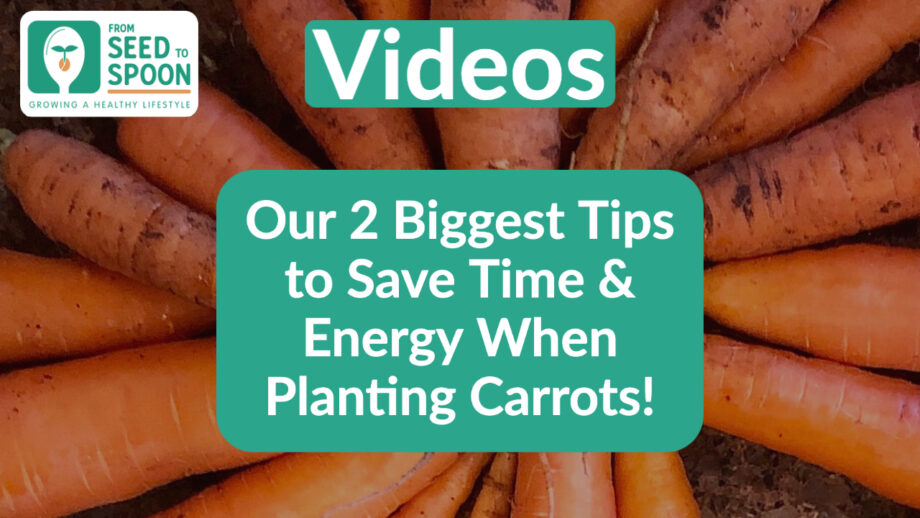 growing carrots