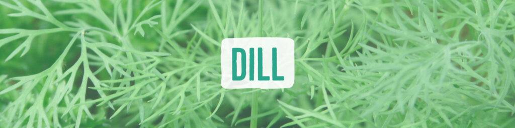 dill