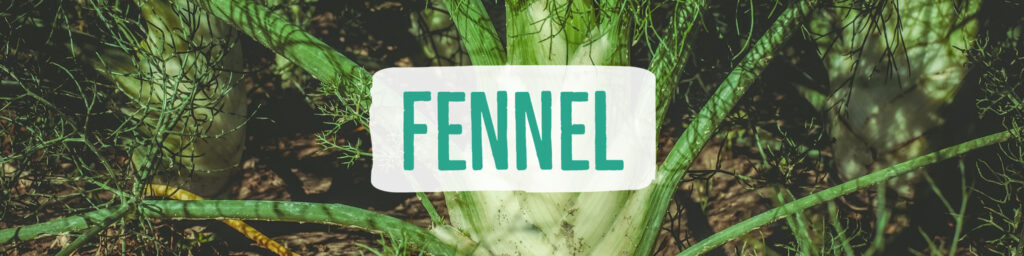 fennel