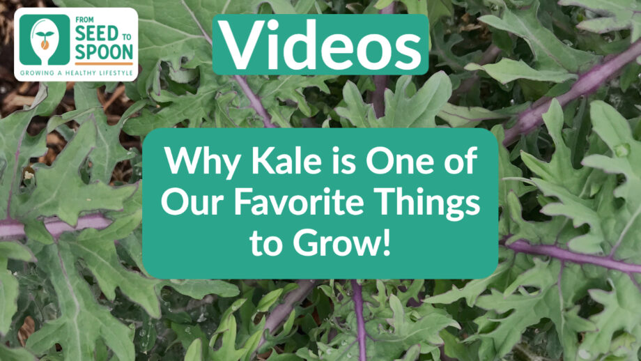 growing kale