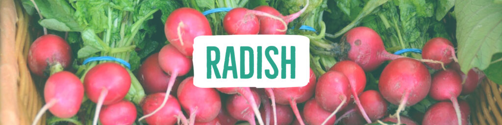 radish