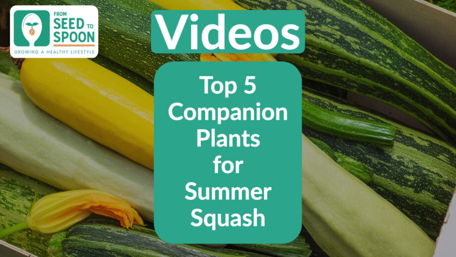 summer squash companions