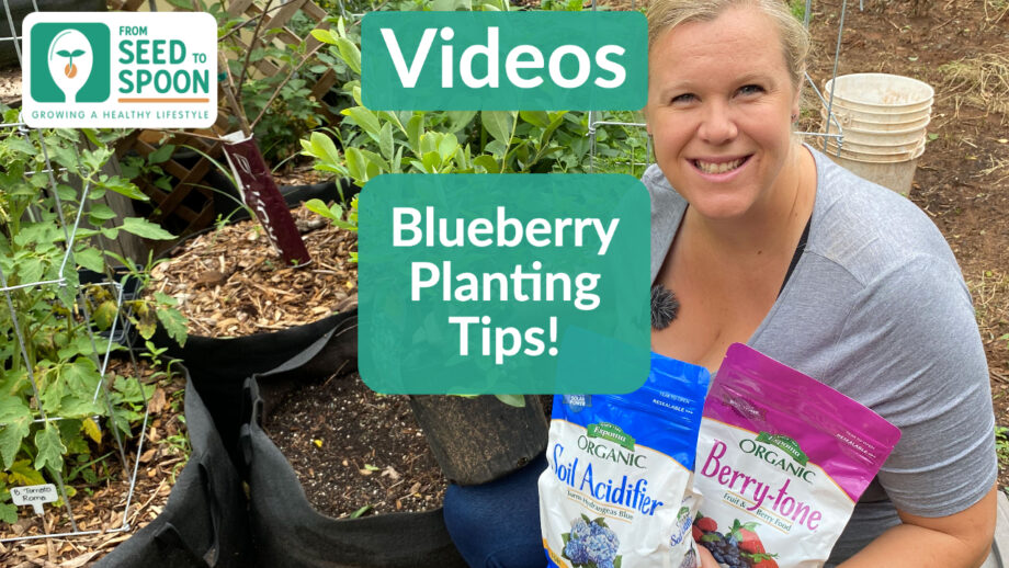 Blueberry tips