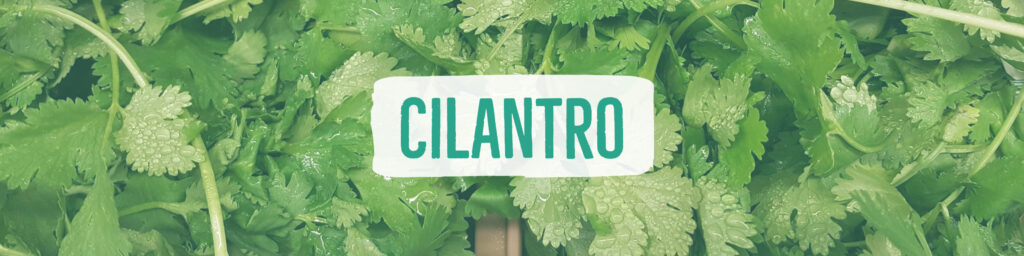 cilantro