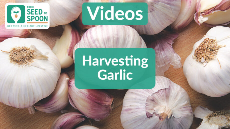 harvesting garlic