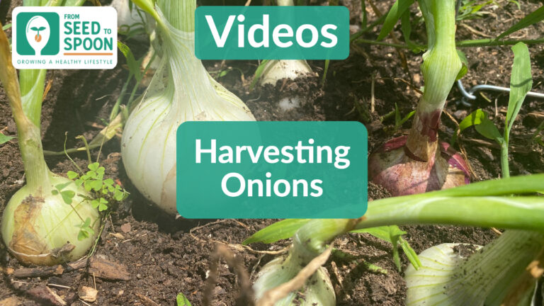 harvesting onions