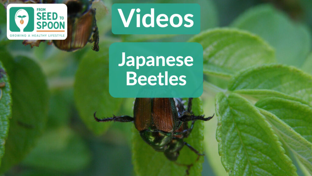 japanese beetles