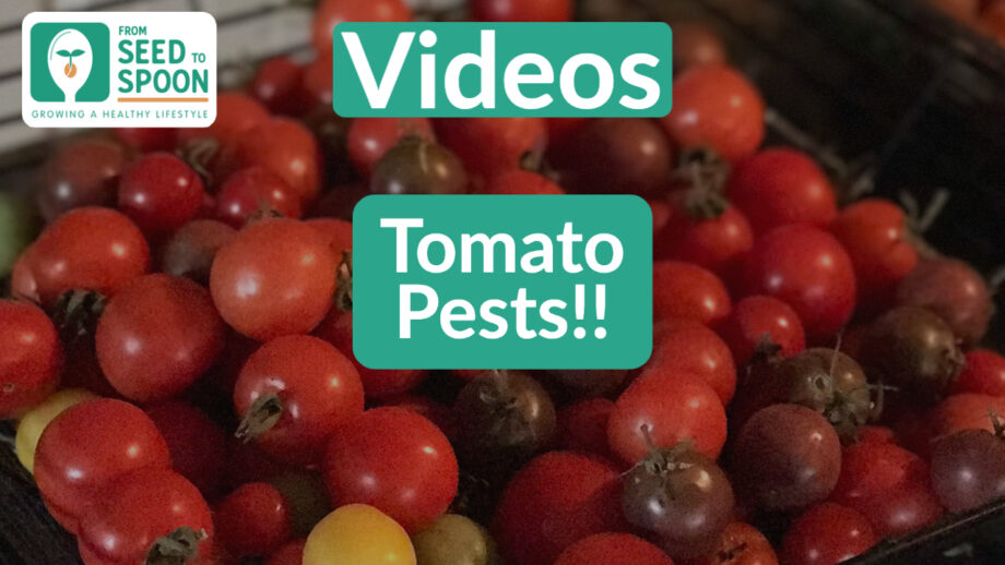 Tomato Pests