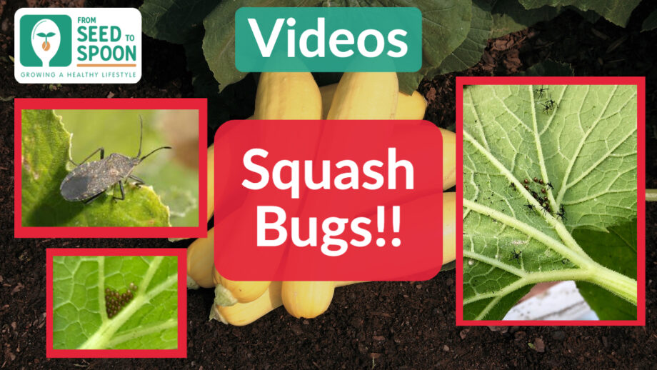 Squash Bugs