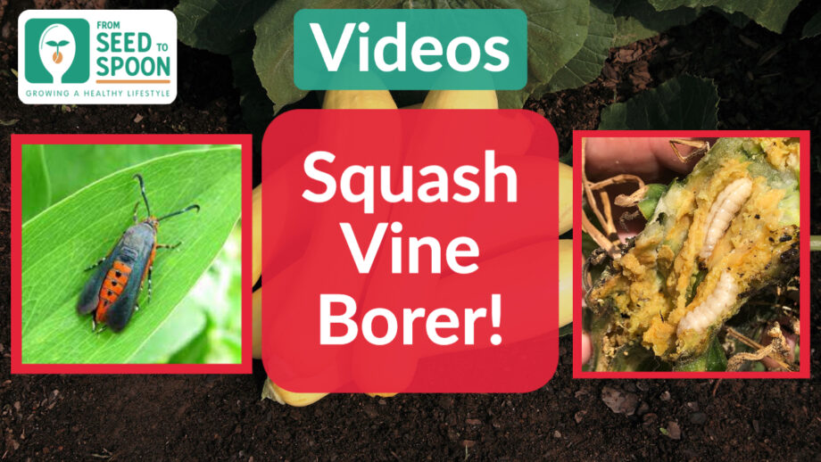 squash vine borer