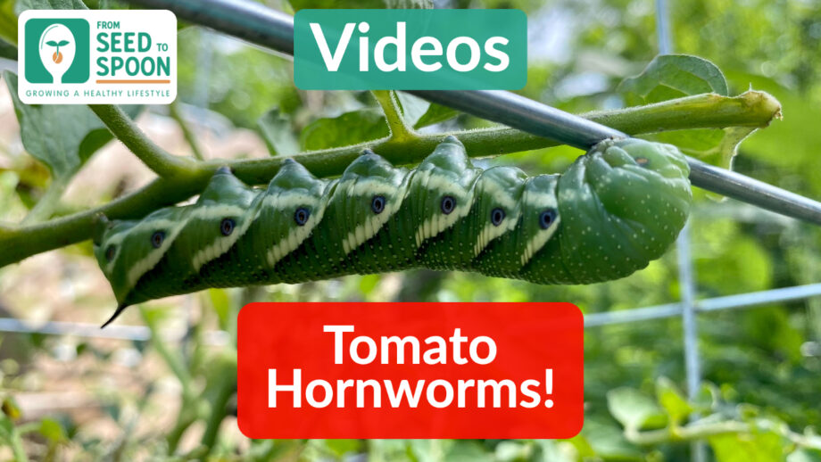 Tomato Hornworms