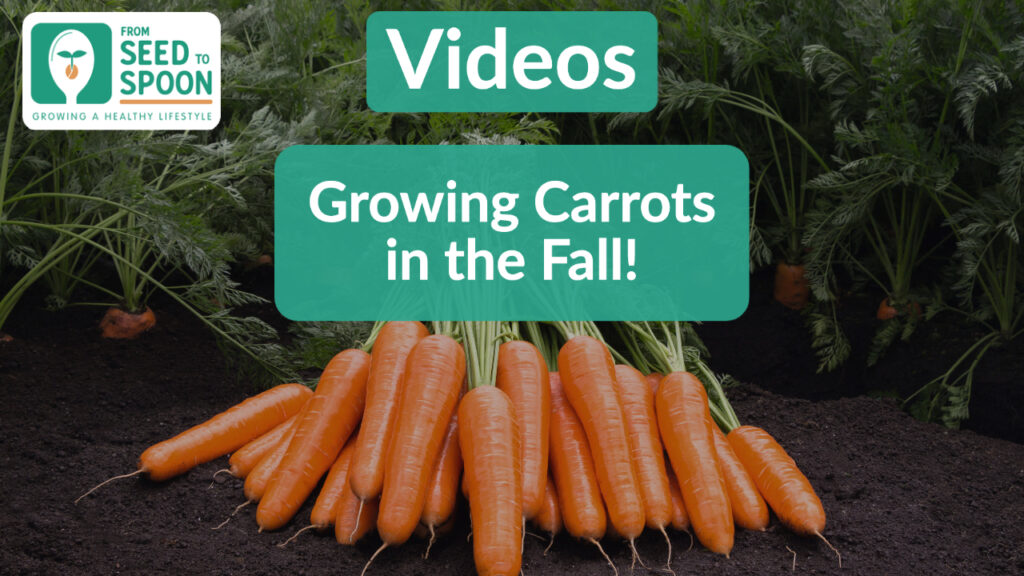 carrots