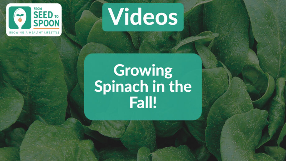 spinach