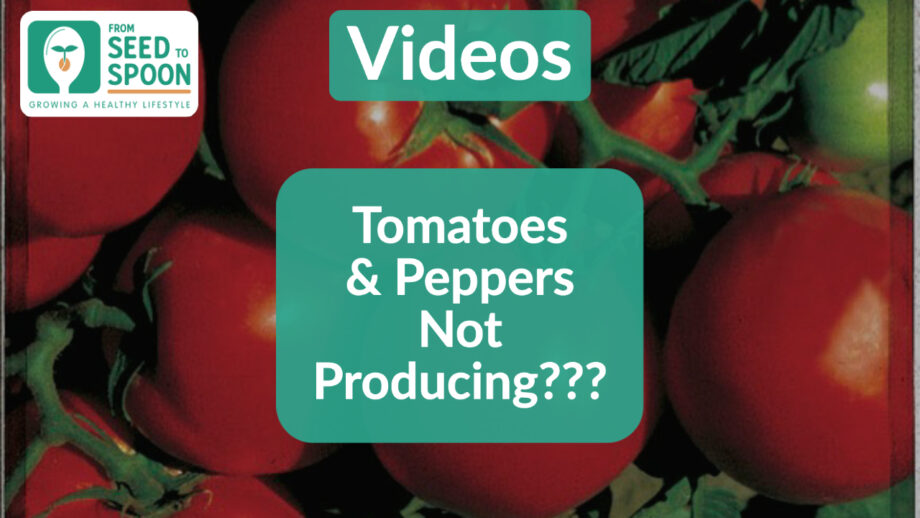 tomatoes & peppers
