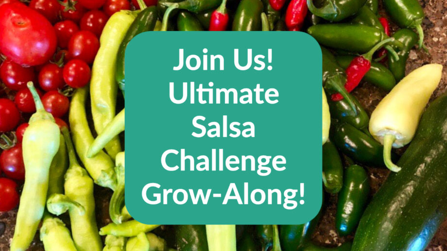 ultimate salsa challenge