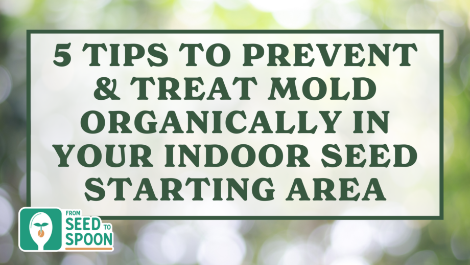How to Prevent and Treat Mold in Your Indoor Seed Starting Area