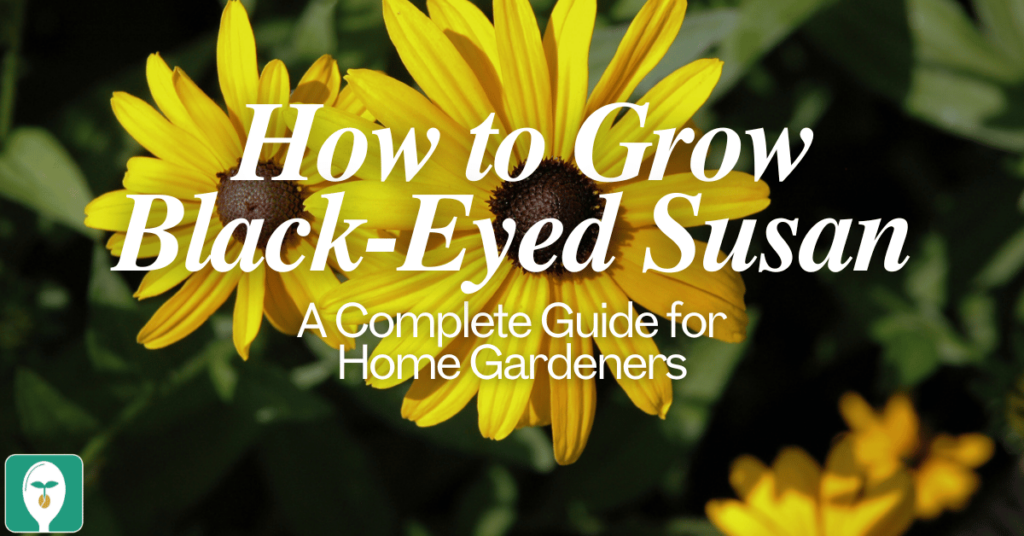 how to grow black eyed susan