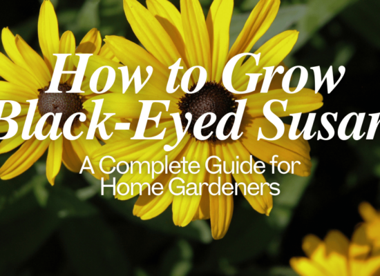 how to grow black eyed susan