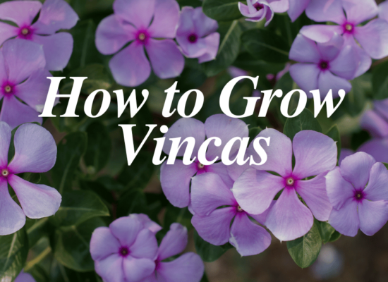 how to grow vincas