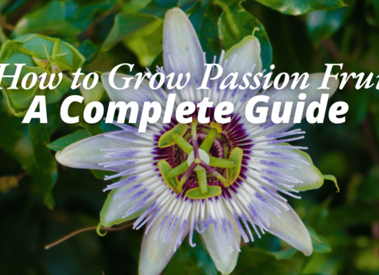 passion fruit