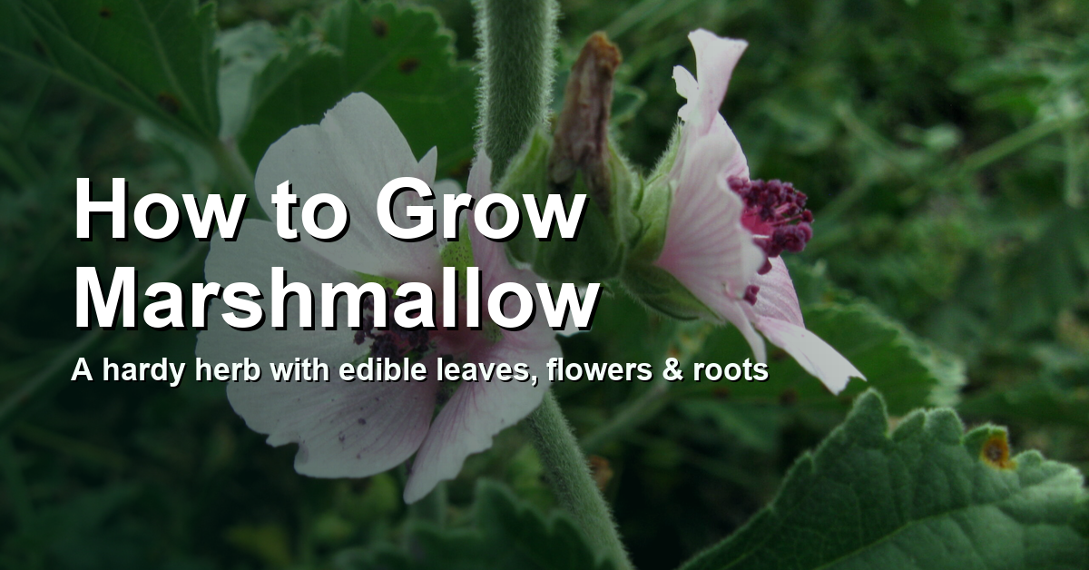How to Grow Marshmallow cover with marshmallow flowers